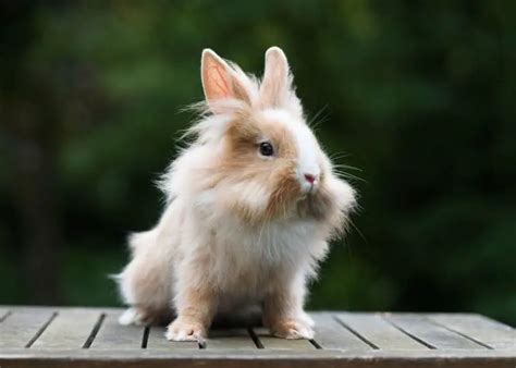 how to care for a lionhead rabbit|lionhead rabbit adult.